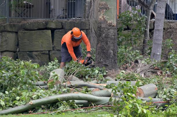 Tree and Shrub Care in Birdsboro, PA